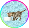 cat1