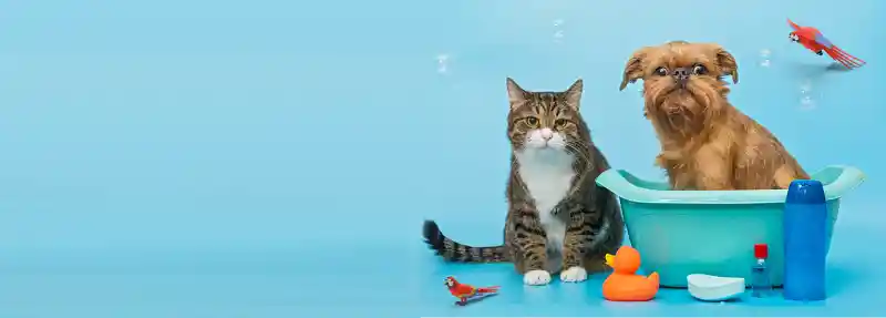 pets
